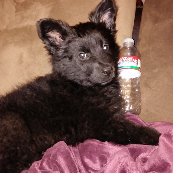 Reagan's Abodminal Surgery - Picture 2 of 7